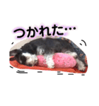シュナウザーのぽろぽろぽろん（個別スタンプ：4）