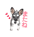 シュナウザーのぽろぽろぽろん（個別スタンプ：5）