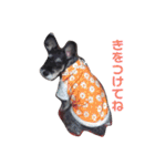 シュナウザーのぽろぽろぽろん（個別スタンプ：10）