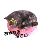 シュナウザーのぽろぽろぽろん（個別スタンプ：19）
