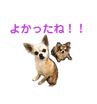 うちのチワワんず 2（個別スタンプ：1）