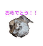 うちのチワワんず 2（個別スタンプ：2）