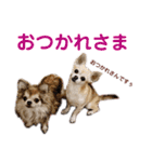 うちのチワワんず 2（個別スタンプ：3）