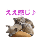 うちのチワワんず 2（個別スタンプ：5）