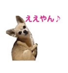 うちのチワワんず 2（個別スタンプ：6）