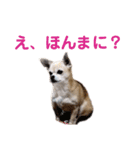 うちのチワワんず 2（個別スタンプ：7）