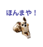 うちのチワワんず 2（個別スタンプ：8）