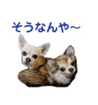 うちのチワワんず 2（個別スタンプ：9）