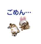 うちのチワワんず 2（個別スタンプ：10）