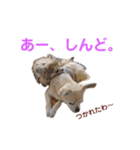 うちのチワワんず 2（個別スタンプ：11）
