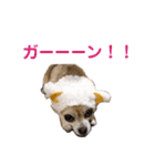 うちのチワワんず 2（個別スタンプ：13）