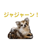 うちのチワワんず 2（個別スタンプ：14）