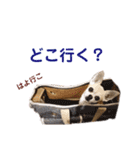 うちのチワワんず 2（個別スタンプ：15）