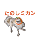 うちのチワワんず 2（個別スタンプ：16）