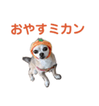 うちのチワワんず 2（個別スタンプ：17）