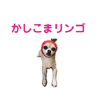 うちのチワワんず 2（個別スタンプ：18）