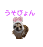 うちのチワワんず 2（個別スタンプ：19）