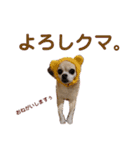 うちのチワワんず 2（個別スタンプ：20）