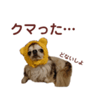 うちのチワワんず 2（個別スタンプ：21）