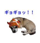 うちのチワワんず 2（個別スタンプ：23）