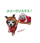 うちのチワワんず 2（個別スタンプ：24）