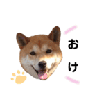 柴犬そら♂（個別スタンプ：1）