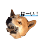 柴犬そら♂（個別スタンプ：2）