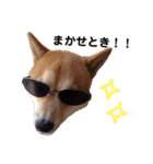 柴犬そら♂（個別スタンプ：3）