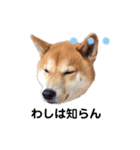 柴犬そら♂（個別スタンプ：4）