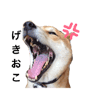 柴犬そら♂（個別スタンプ：5）