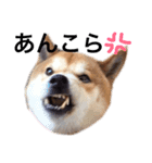 柴犬そら♂（個別スタンプ：6）