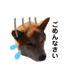 柴犬そら♂（個別スタンプ：7）