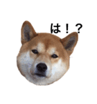 柴犬そら♂（個別スタンプ：8）