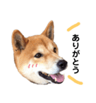柴犬そら♂（個別スタンプ：9）