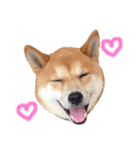 柴犬そら♂（個別スタンプ：10）