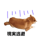 柴犬そら♂（個別スタンプ：11）
