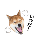 柴犬そら♂（個別スタンプ：12）