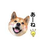 柴犬そら♂（個別スタンプ：13）