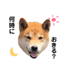 柴犬そら♂（個別スタンプ：14）