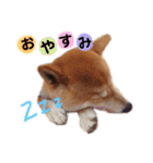 柴犬そら♂（個別スタンプ：15）