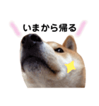 柴犬そら♂（個別スタンプ：16）