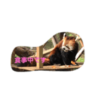 可愛いレッサーパンダと仲間（個別スタンプ：2）