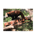 可愛いレッサーパンダと仲間（個別スタンプ：5）