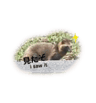 可愛いレッサーパンダと仲間（個別スタンプ：7）