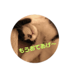 にゃん太のスタンプ劇場（個別スタンプ：2）