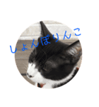 にゃん太のスタンプ劇場（個別スタンプ：3）