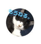にゃん太のスタンプ劇場（個別スタンプ：6）