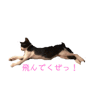 にゃん太のスタンプ劇場（個別スタンプ：7）
