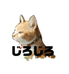 きなめるスタンプspecial（個別スタンプ：4）