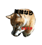 きなめるスタンプspecial（個別スタンプ：5）